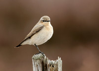 Wheatear Oenanthe oenanthe