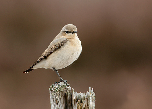 Wheatear Oenanthe oenanthe