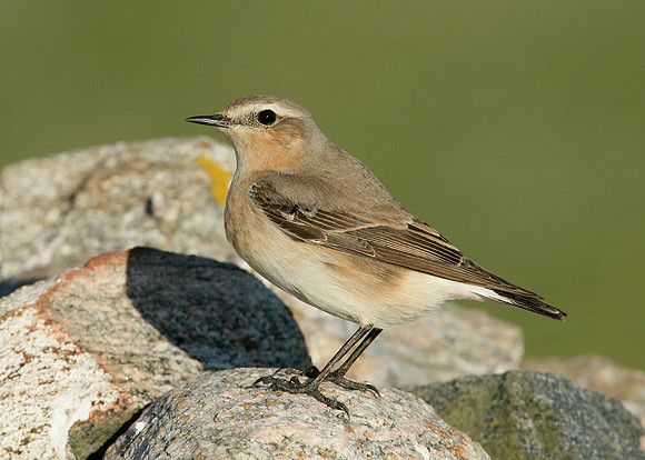 Wheatear Oenanthe oenanthe