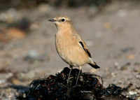 Wheatear Oenanthe oenanthe