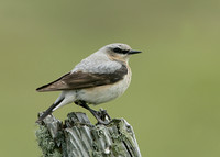 Wheatear Oenanthe oenanthe