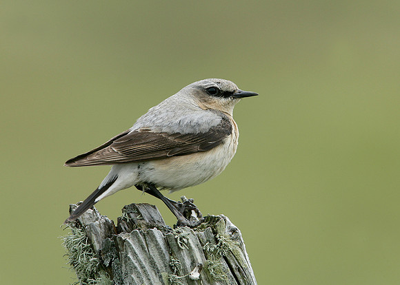 Wheatear Oenanthe oenanthe