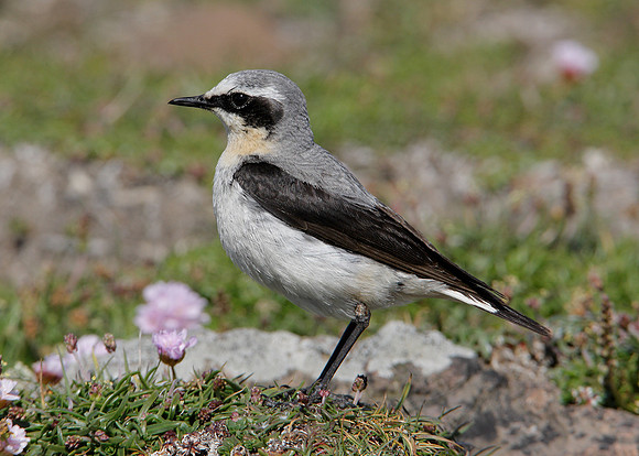 Wheatear Oenanthe oenanthe
