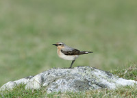 Wheatear Oenanthe oenanthe