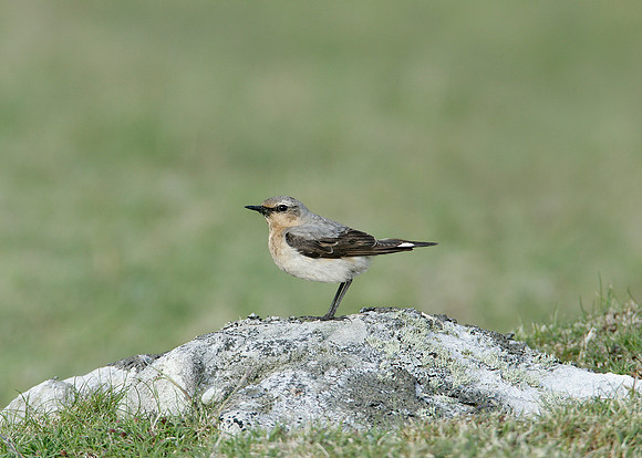 Wheatear Oenanthe oenanthe