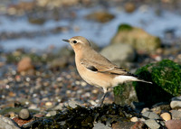 Wheatear Oenanthe oenanthe
