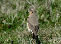 Wheatear Oenanthe oenanthe
