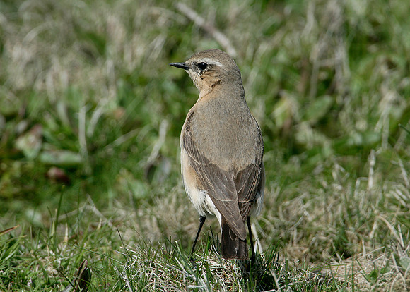 Wheatear Oenanthe oenanthe