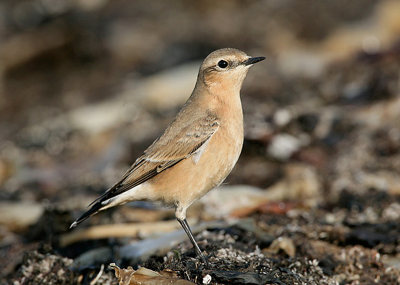 Wheatear Oenanthe oenanthe