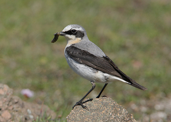 Wheatear Oenanthe oenanthe