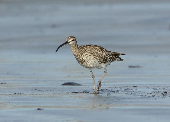 Whimbrel Numenius phaeopus