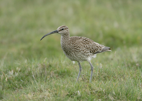 Whimbrel Numenius phaeopus
