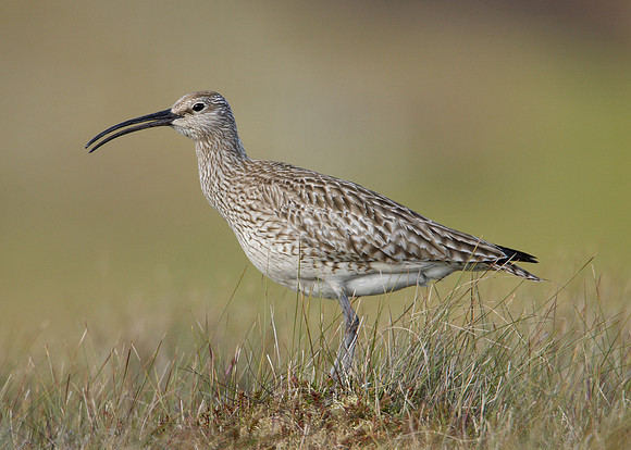 Whimbrel Numenius phaeopus