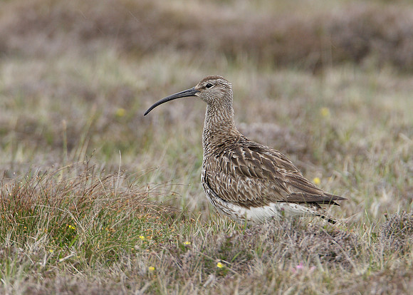 Whimbrel Numenius phaeopus