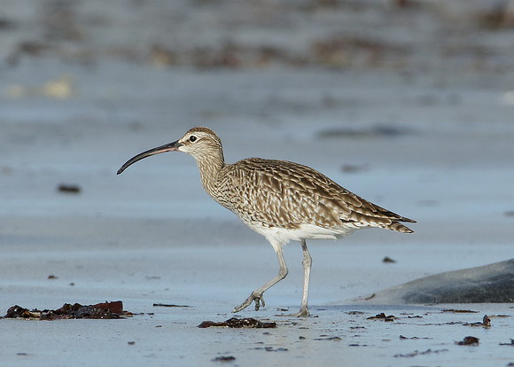 Whimbrel Numenius phaeopus