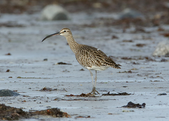 Whimbrel Numenius phaeopus