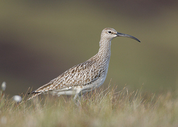 Whimbrel Numenius phaeopus