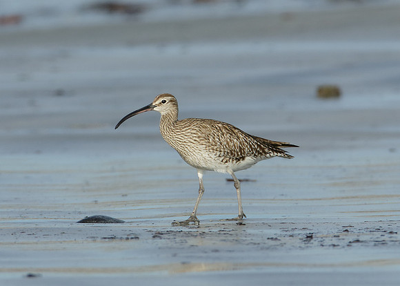 Whimbrel Numenius phaeopus