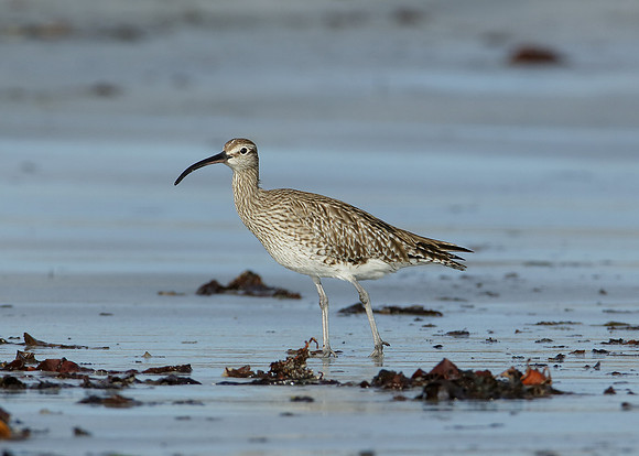 Whimbrel Numenius phaeopus