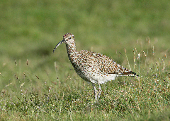 Whimbrel Numenius phaeopus