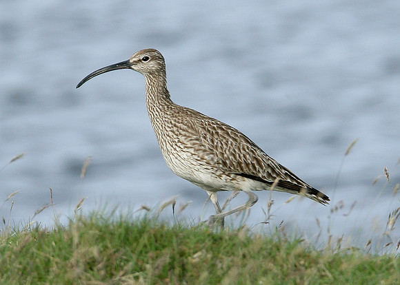 Whimbrel Numenius phaeopus