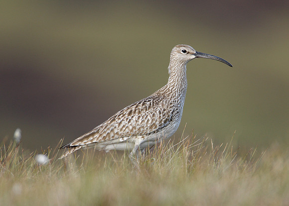 Whimbrel Numenius phaeopus