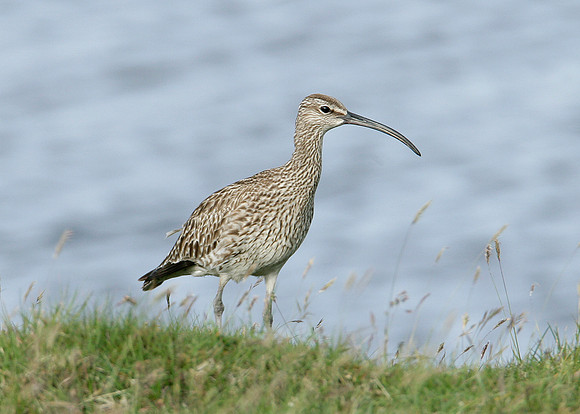 Whimbrel Numenius phaeopus