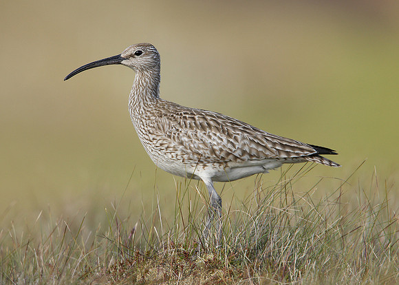 Whimbrel Numenius phaeopus