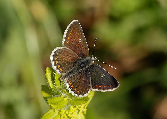 Northern Brown Argus Aricia artaxerxes salmacis