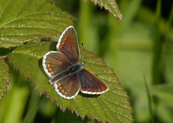 Northern Brown Argus Aricia artaxerxes salmacis