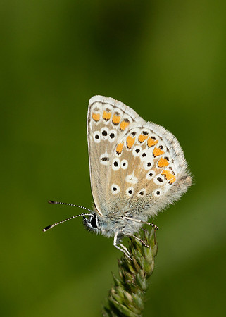 Northern Brown Argus Aricia artaxerxes salmacis