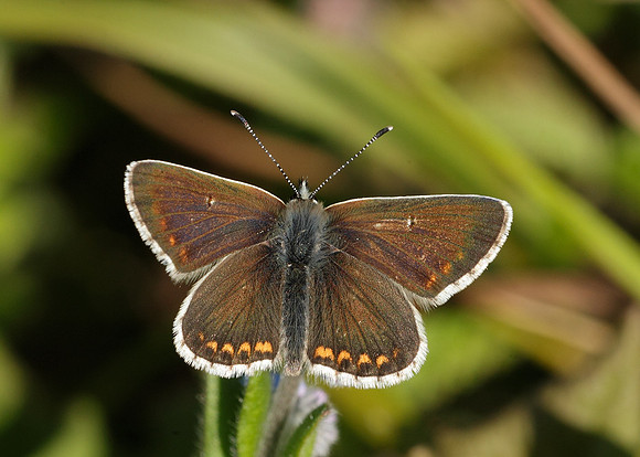Northern Brown Argus Aricia artaxerxes salmacis
