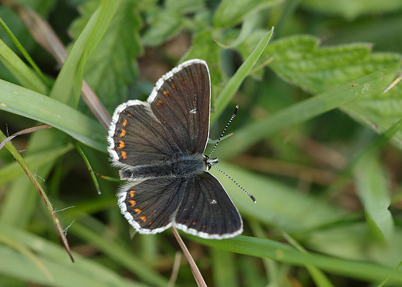 Northern Brown Argus Aricia artaxerxes salmacis