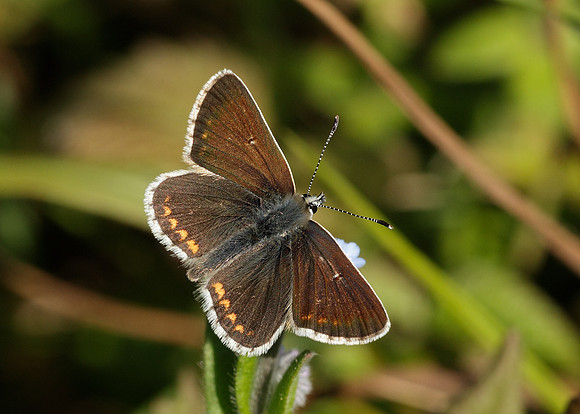 Northern Brown Argus Aricia artaxerxes salmacis