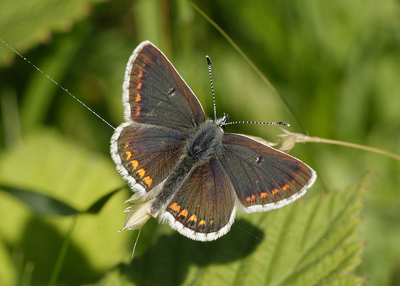 Northern Brown Argus Aricia artaxerxes salmacis