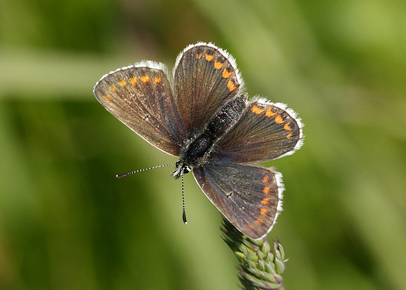 Northern Brown Argus Aricia artaxerxes salmacis