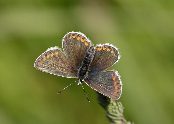 Northern Brown Argus Aricia artaxerxes salmacis