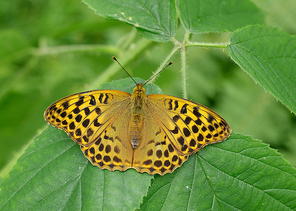 Silver-washed Fritillary Argynnis paphia