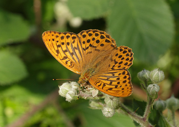Silver-washed Fritillary Argynnis paphia