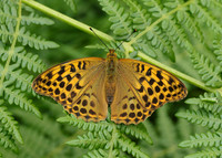 Silver-washed Fritillary Argynnis paphia