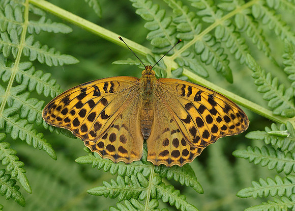 Silver-washed Fritillary Argynnis paphia