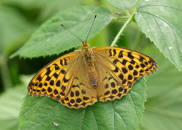 Silver-washed Fritillary Argynnis paphia