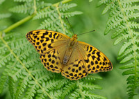 Silver-washed Fritillary Argynnis paphia