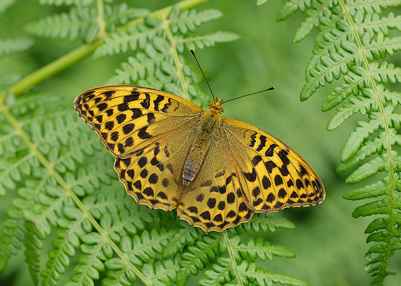 Silver-washed Fritillary Argynnis paphia
