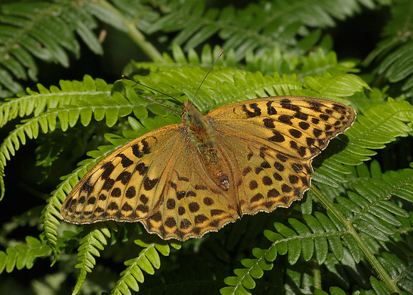 Silver-washed Fritillary Argynnis paphia