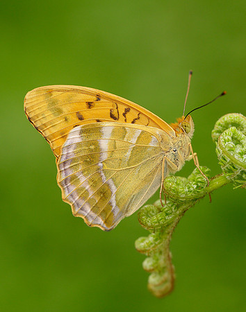 Silver-washed Fritillary Argynnis paphia