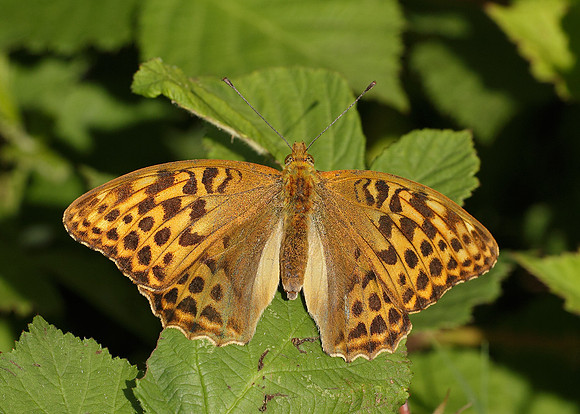 Silver-washed Fritillary Argynnis paphia