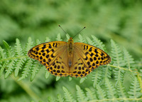 Silver-washed Fritillary Argynnis paphia