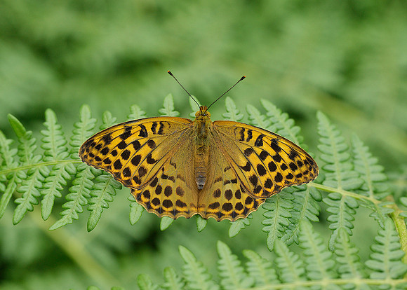 Silver-washed Fritillary Argynnis paphia
