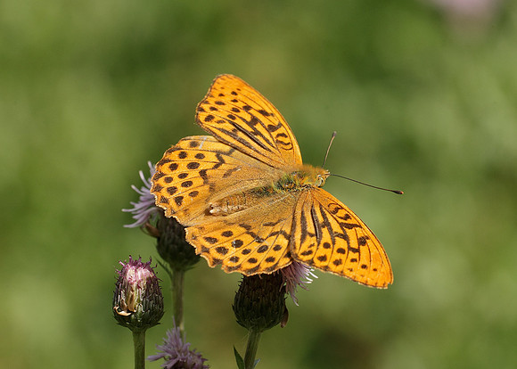 Silver-washed Fritillary Argynnis paphia